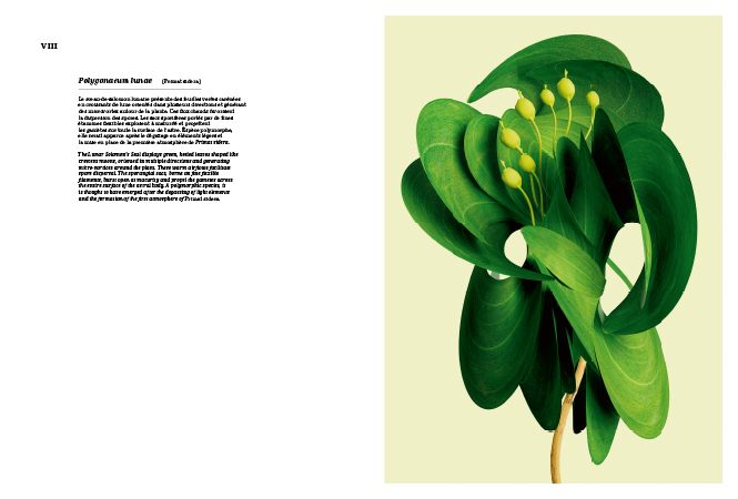 Primat Sidera Primat Sidera