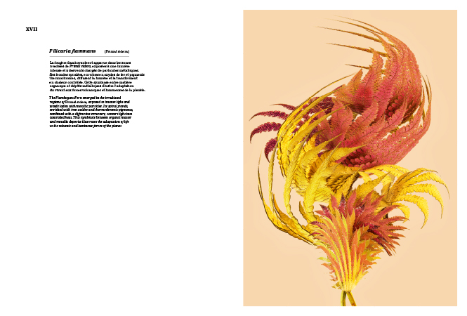 Primat Sidera Primat Sidera