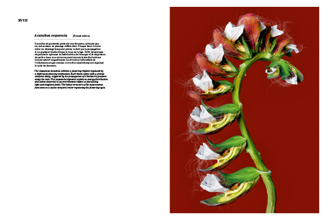 Primat Sidera Primat Sidera