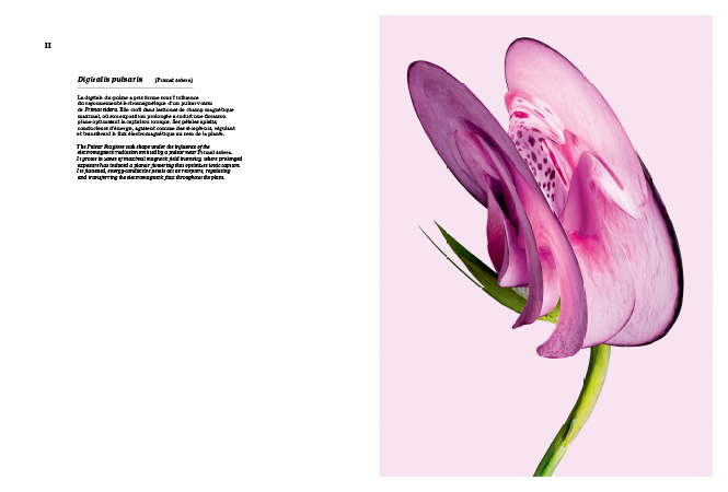 Primat Sidera Primat Sidera